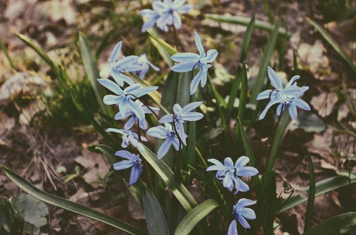 flowers