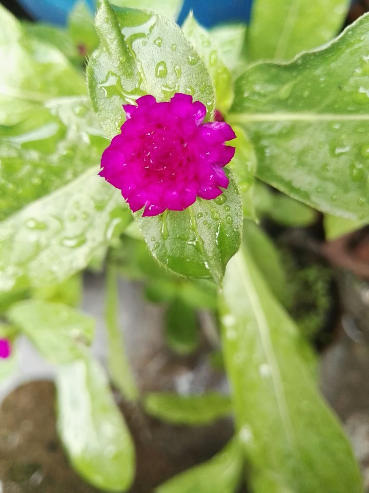 purple flower