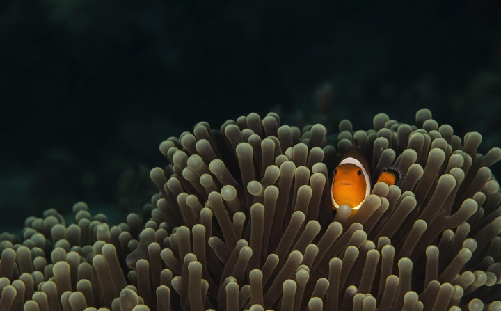 nemo