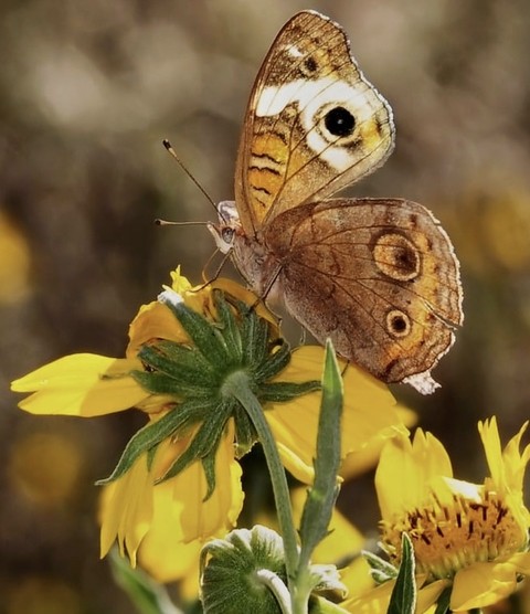 шпалери butterfly, lepidoptera