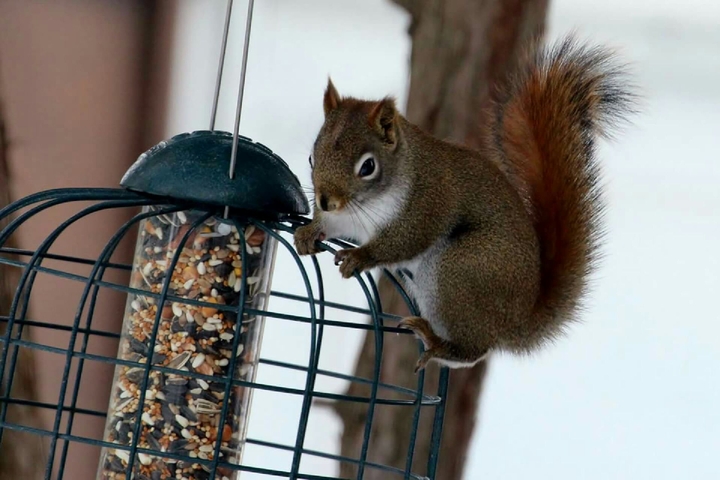 Sneaky little squirrel