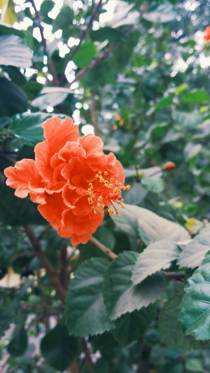 hibiscus