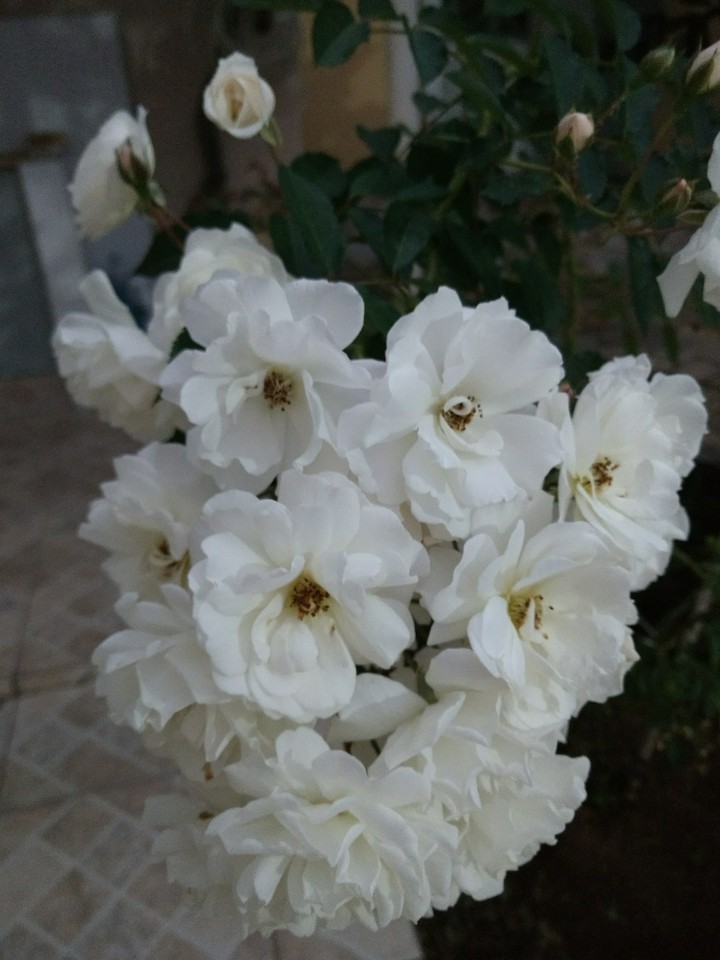flores do meu jardim.