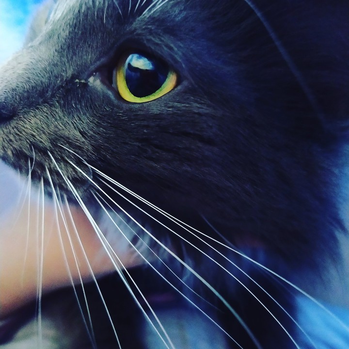 кошка