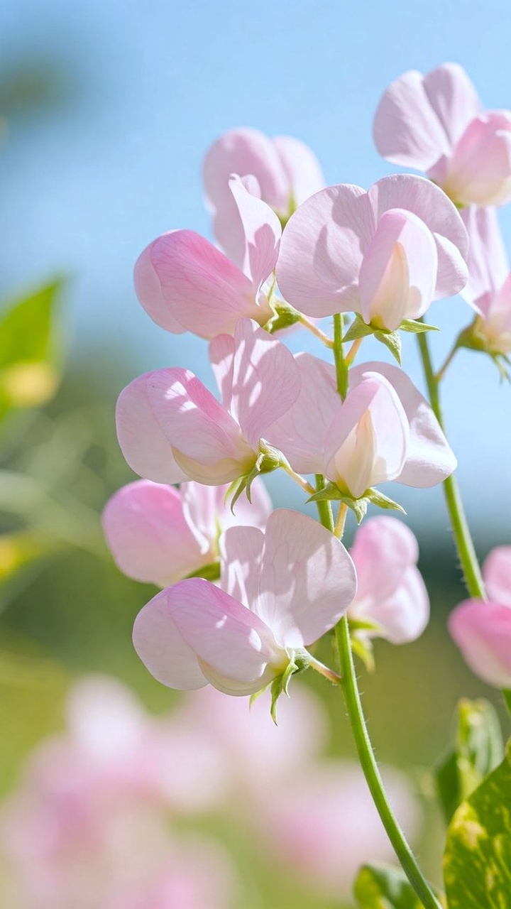 тапети Close-up, petal