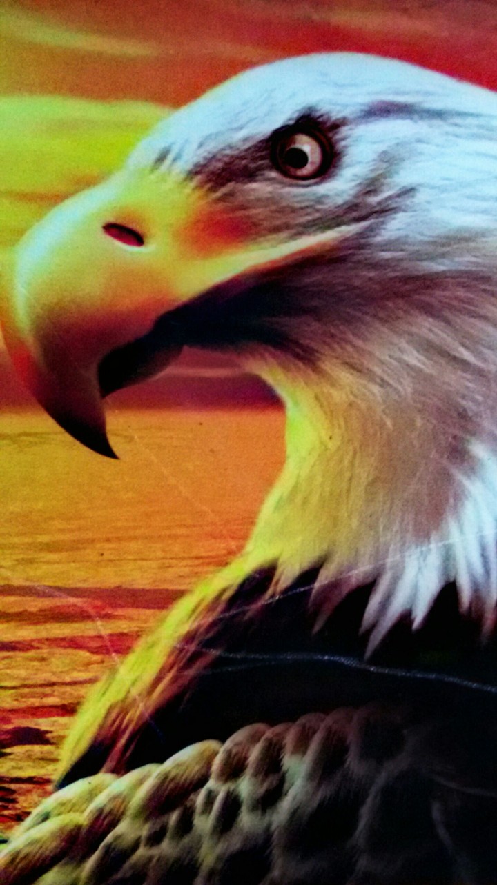 Eagle