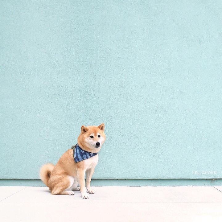 doge