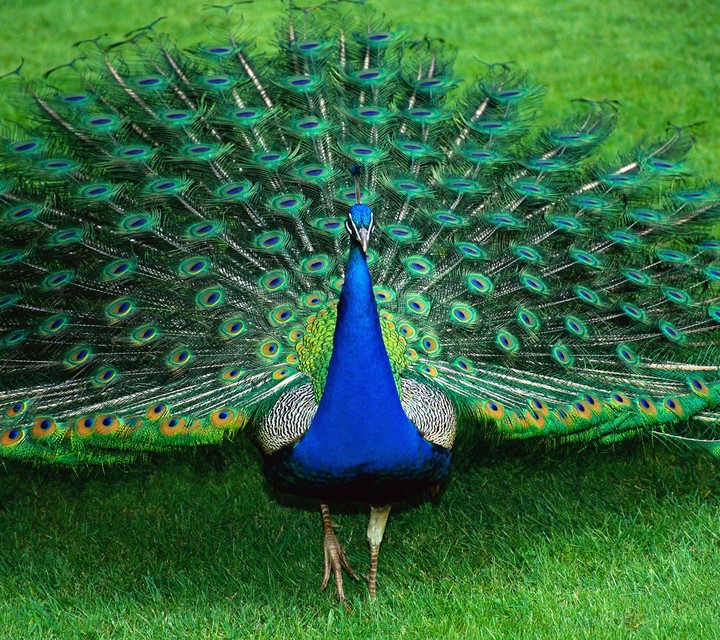 peacock