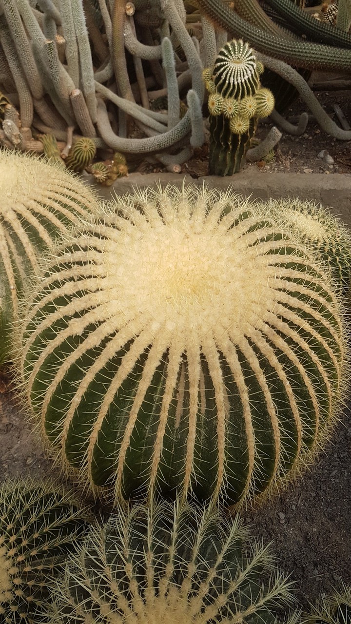 cactus