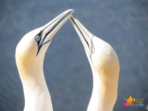 gannets