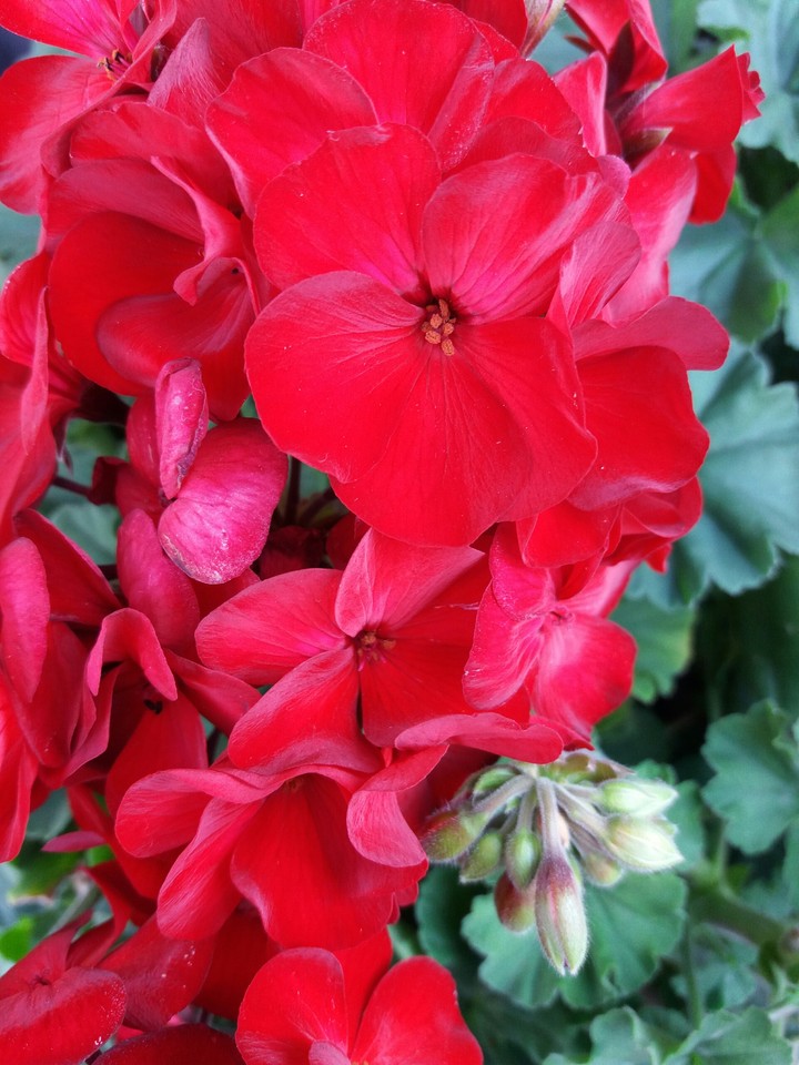 Red Flowers