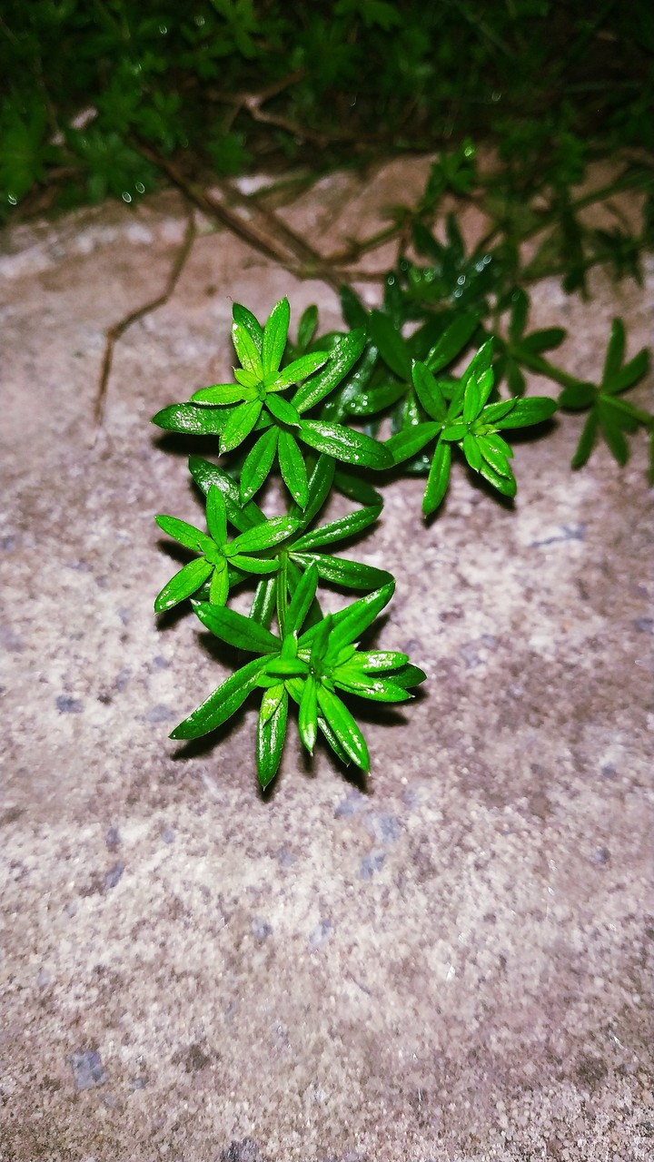 Grass