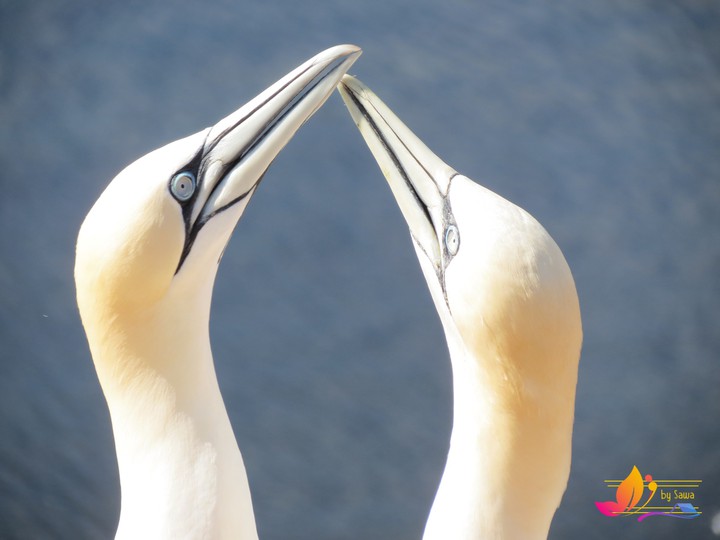 gannets