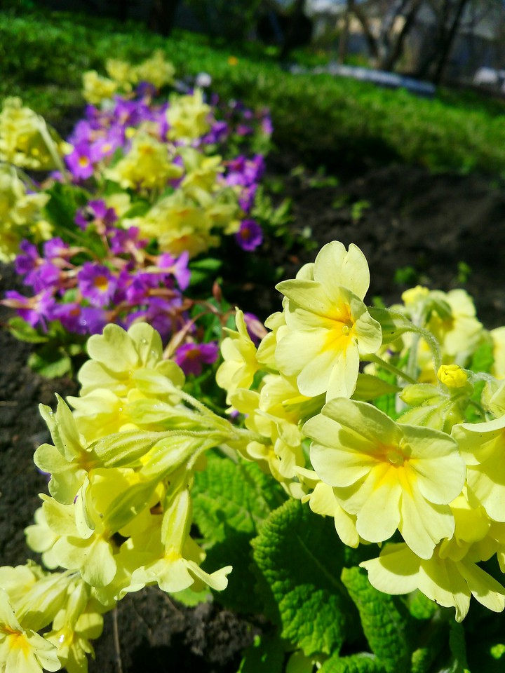Flowers