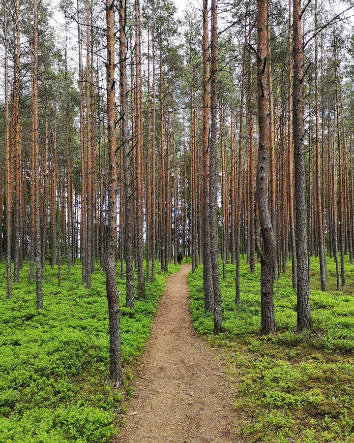 forest trail