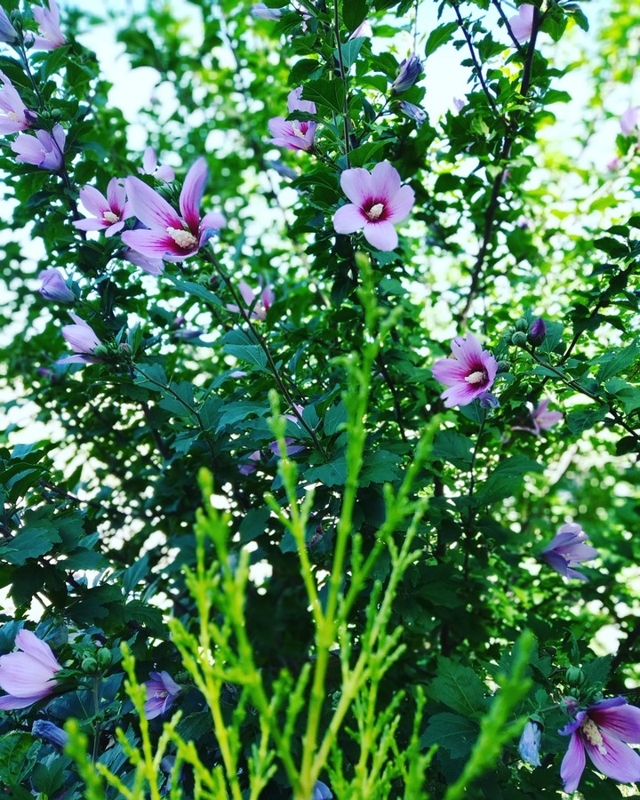 flores