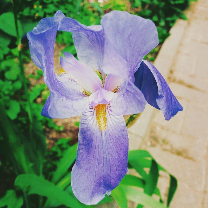 Iris