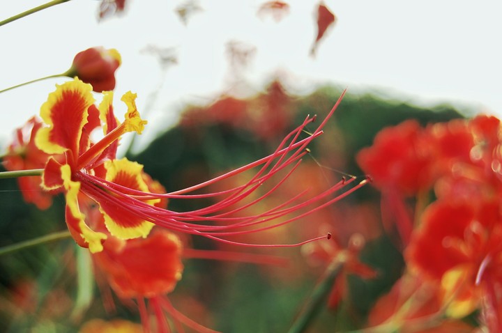 The Beautiful Orange