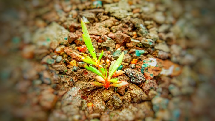 love nature