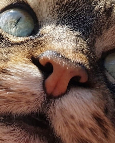 Nala my cat