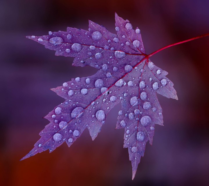 hue of autumn