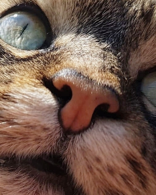 Nala my cat