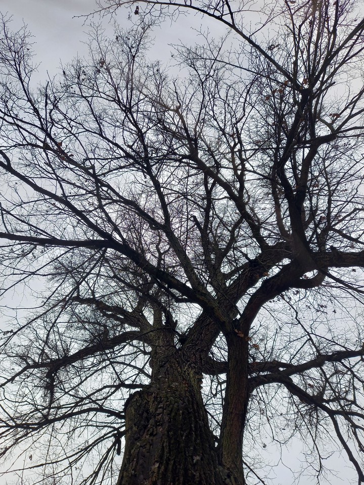 tree connections