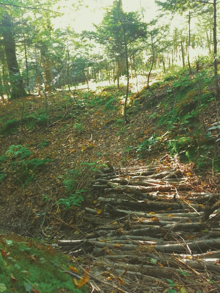 forest