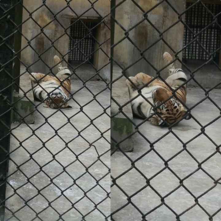 cute tiger
