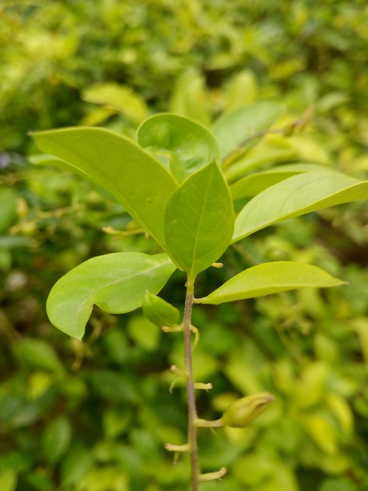 plant..leaf...plz like