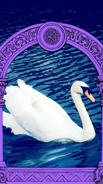 Big swan in water.