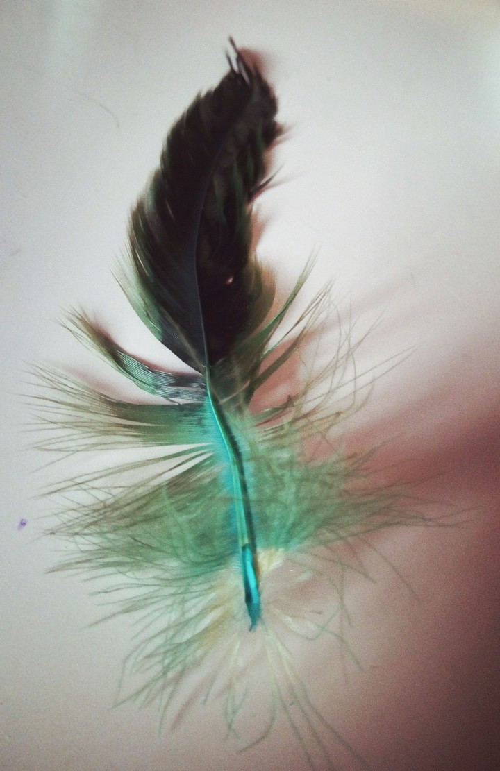 Plume