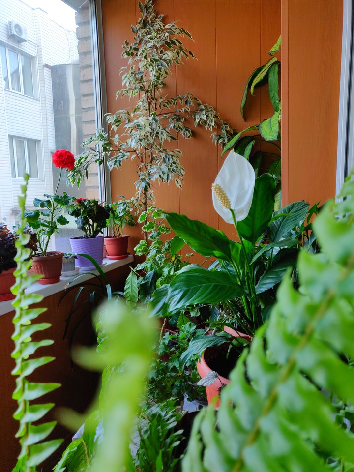 Home flowers