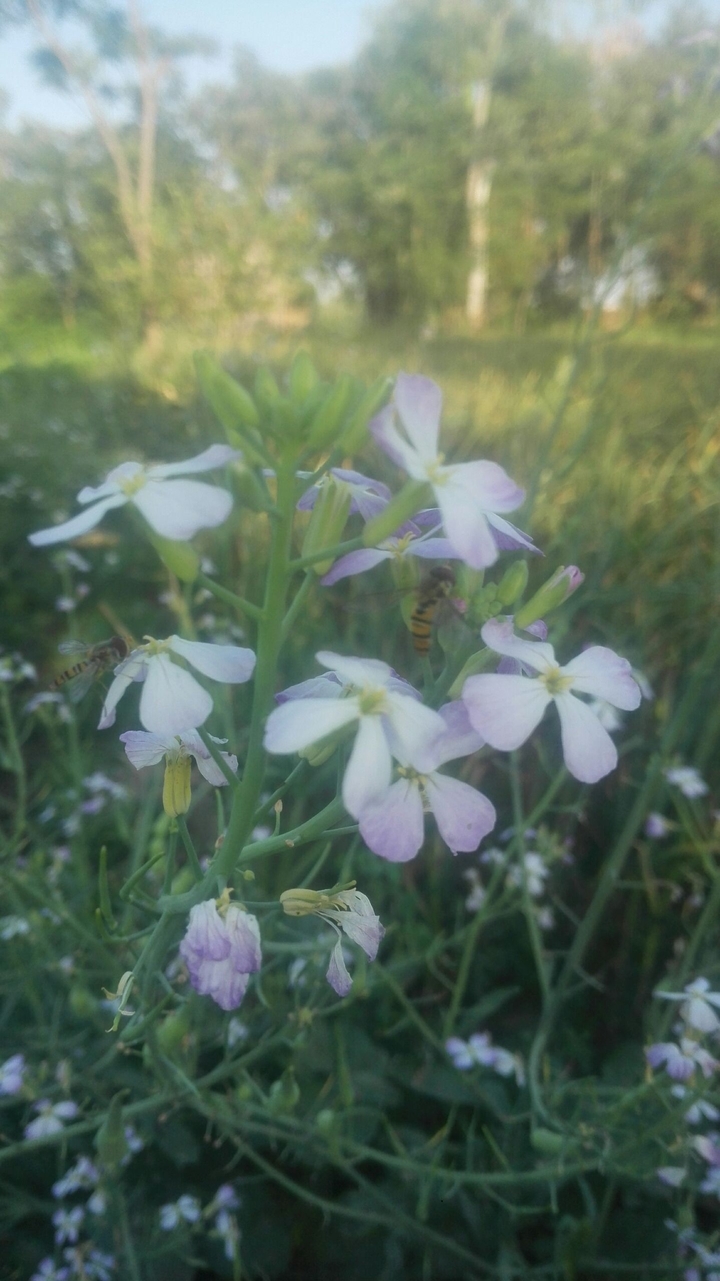 Flowers