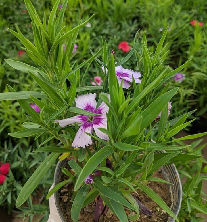 میخک