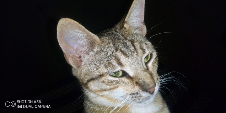 chat