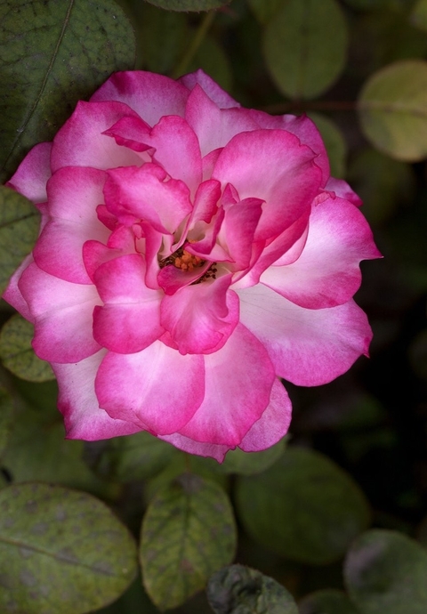 fondos de pantalla rose, pink
