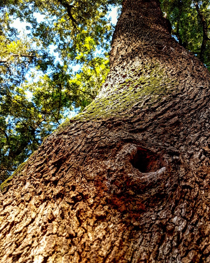 Bird home.