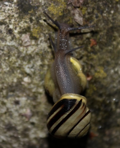 Snail, insect háttérképek