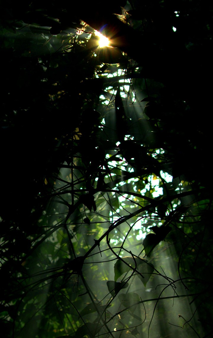 sunlight