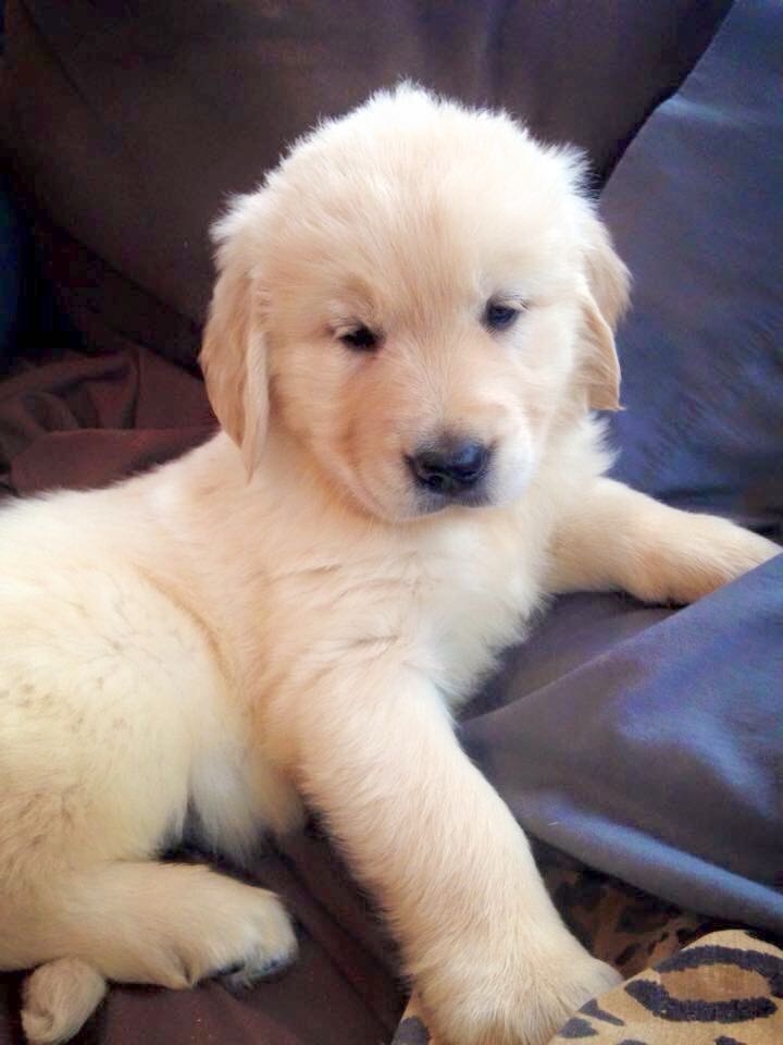 L.j. the Golden