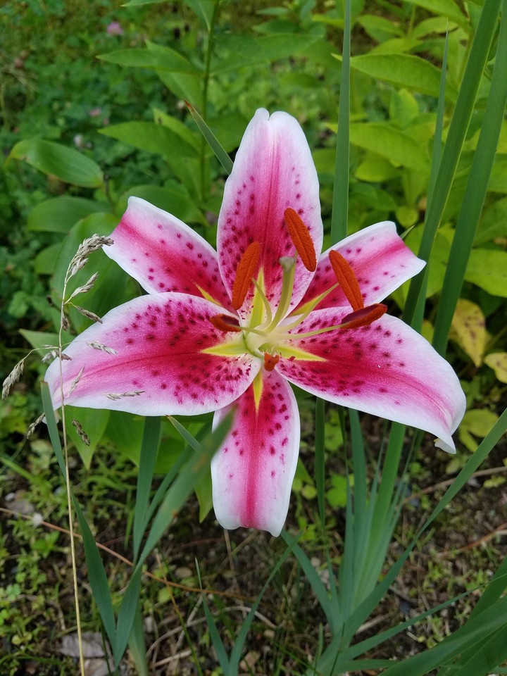 Stargazer