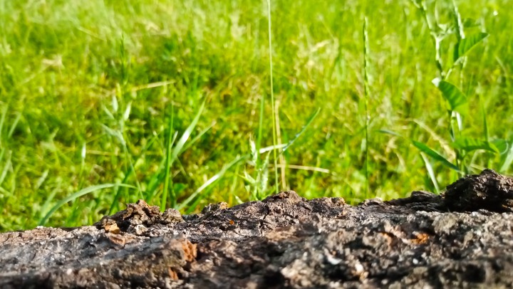 Grass