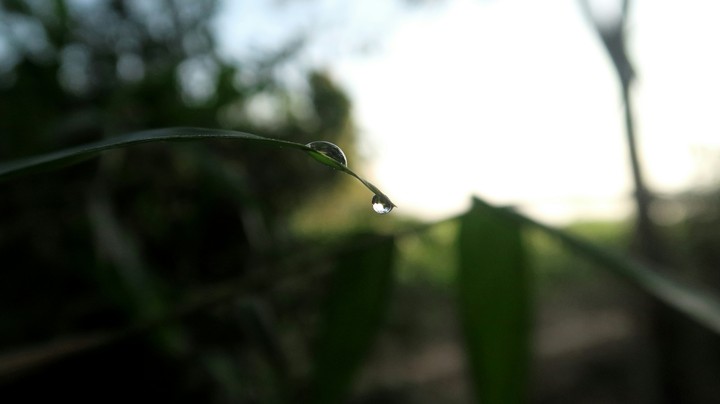 Dew