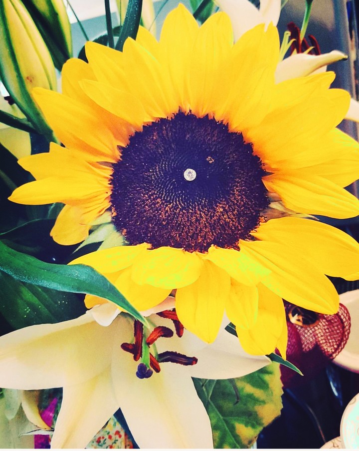 beautiful sunflower
