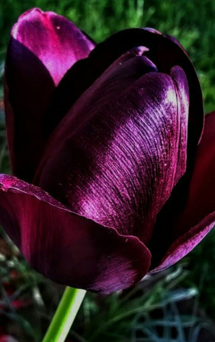 tulip