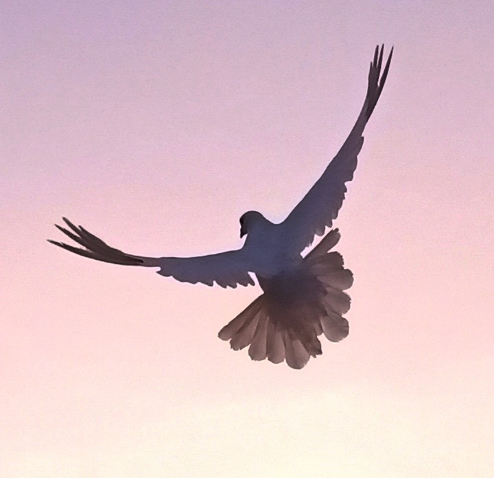 pigeon in the sky