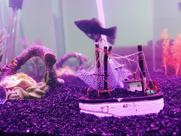 Abandoned Ship