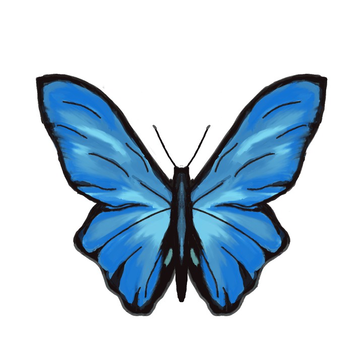 butterfly