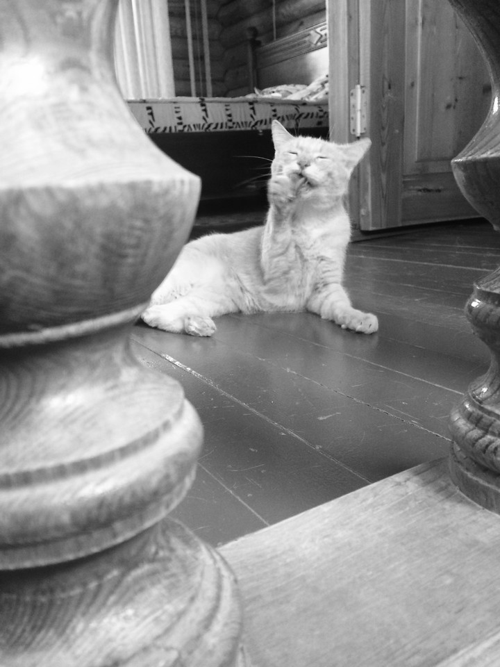 cat